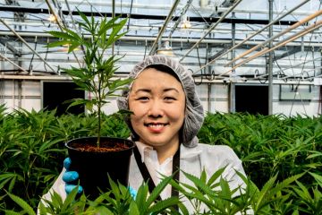 Ruth Chun, Law’06, General Counsel with Newstrike Brands Ltd., checks on her high-growth company’s music-enhanced product at its greenhouse in Beamsville, the heart of Ontario’s fruit belt. (Photo by Dave Bastedo, official photographer for The Tragically Hip) 